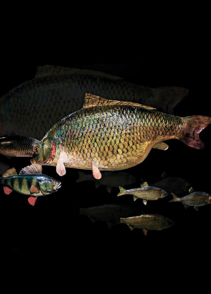 Входной билет на выставку "Ихтиофауна низовий Волги"