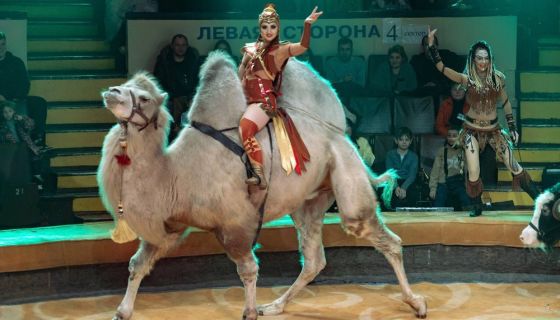 Цирк «Дикая планета»