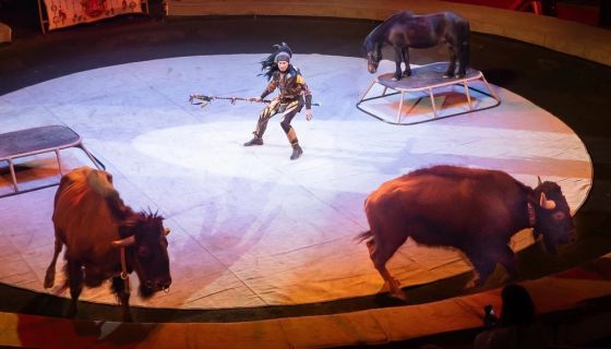 Цирк «Дикая планета»