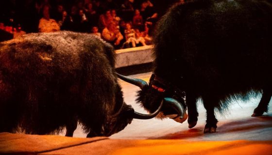 Цирк «Дикая планета»