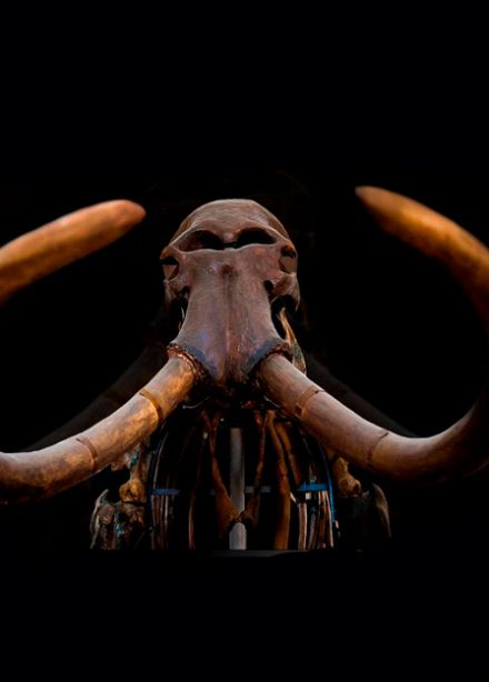 Входной билет на выставку "Живое прошлое земли"